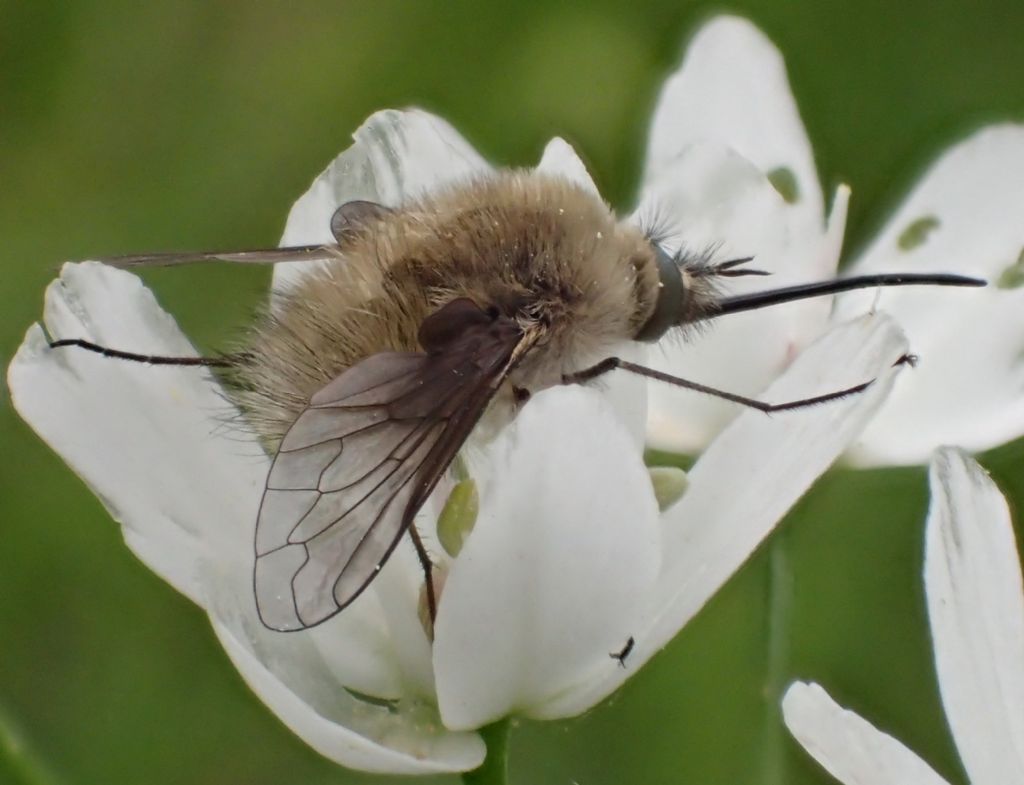 Bombylius sp ♂